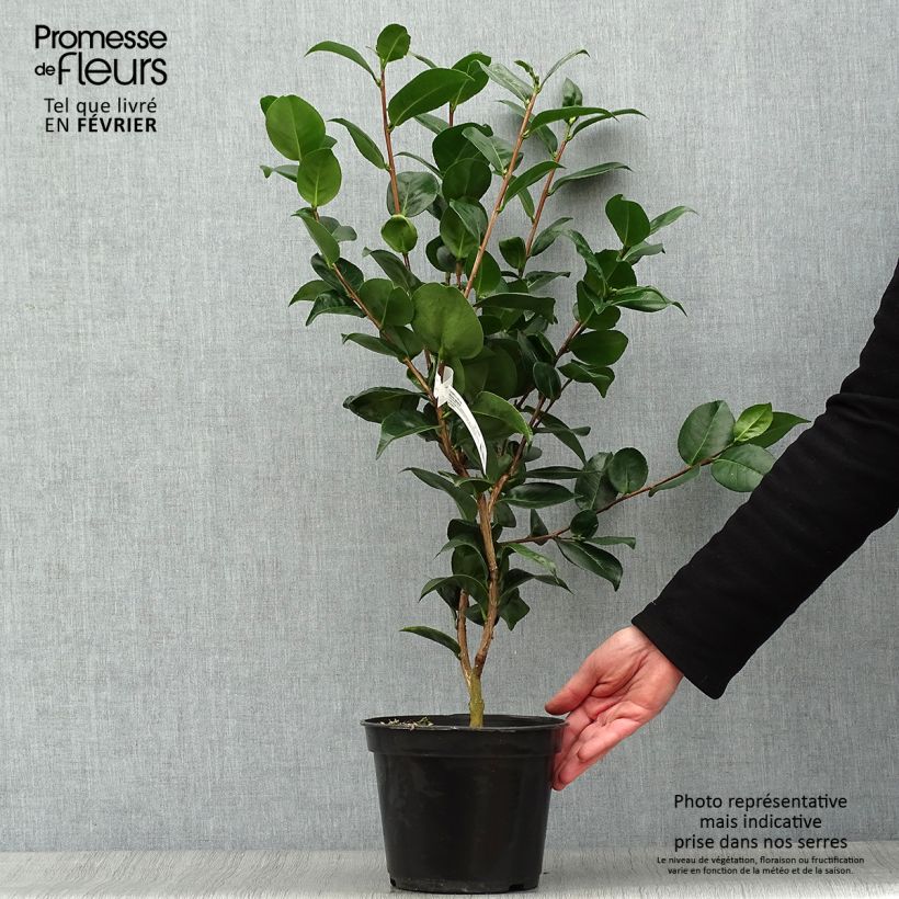Spécimen de Camélia Marie-Galante - Camellia japonica Pot de 4L/5L tel que livré en hiver