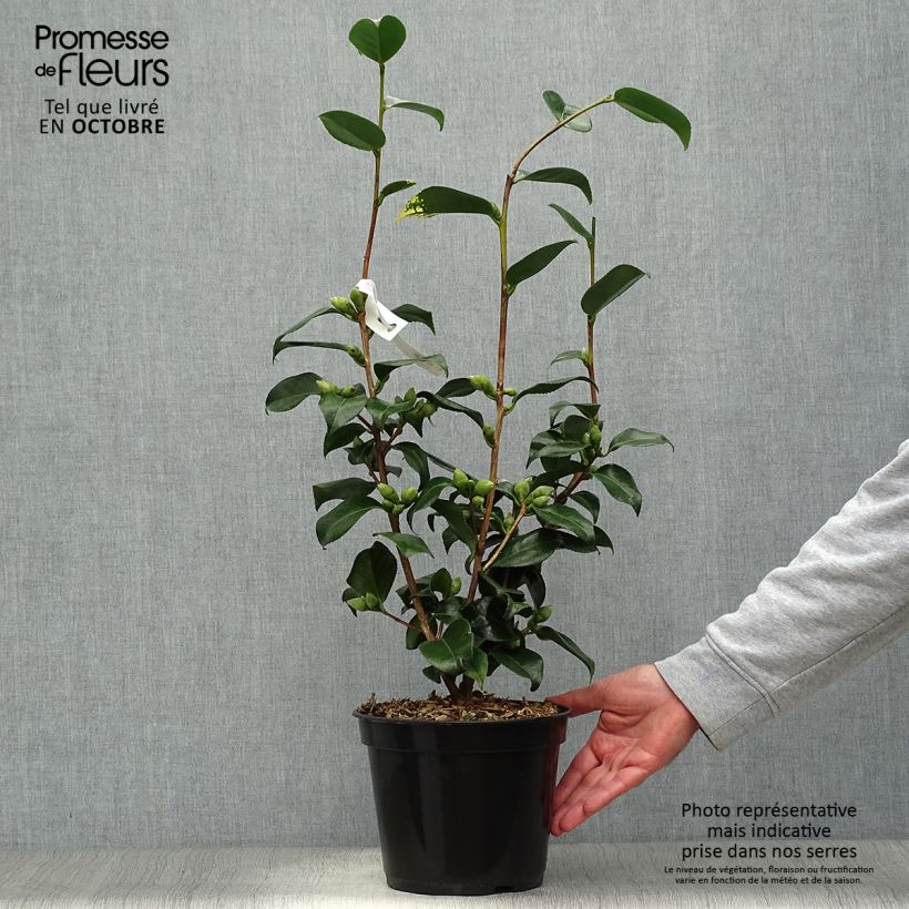 Spécimen de Camélia Midnight Variegated - Camellia japonica Pot de 4L/5L tel que livré en automne