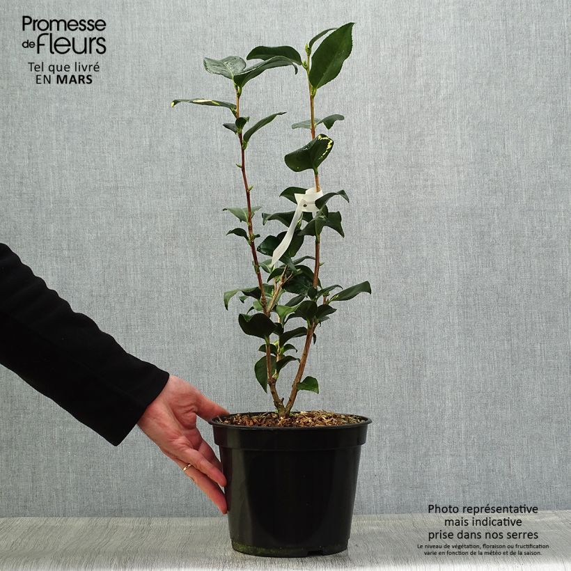 Spécimen de Camélia Midnight Variegated - Camellia japonica Pot de 4L/5L tel que livré au printemps