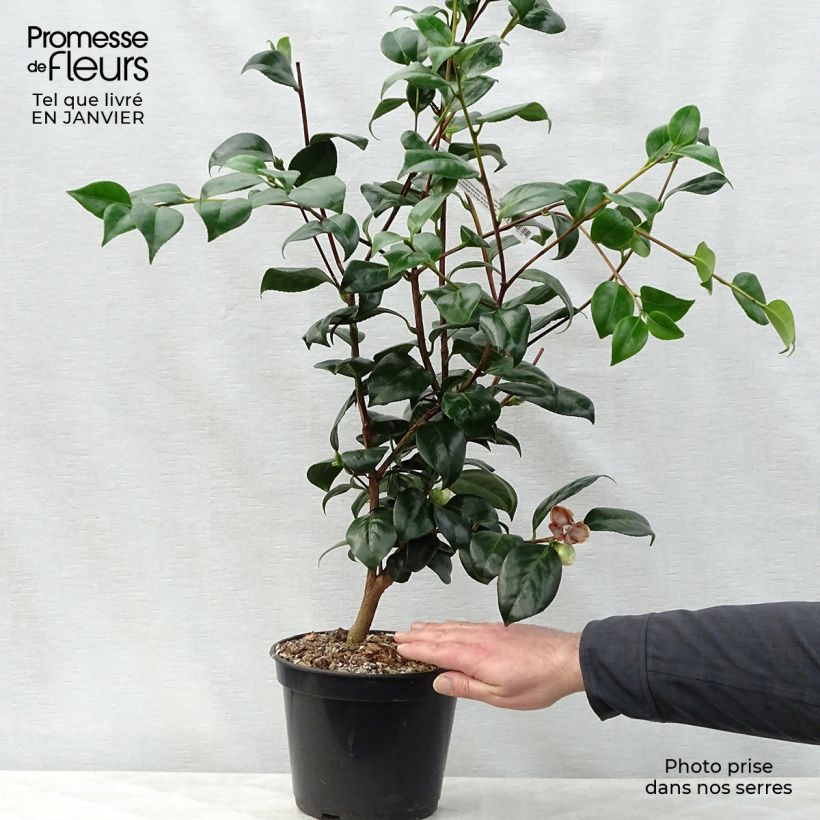 Spécimen de Camélia Montironi - Camellia japonica Pot de 4L/5L tel que livré en hiver