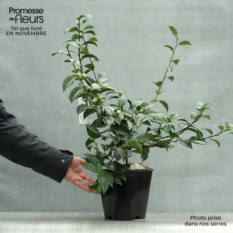 Spécimen de Camélia Mrs. Tingley - Camellia japonica Pot de 3L/4L tel que livré en automne