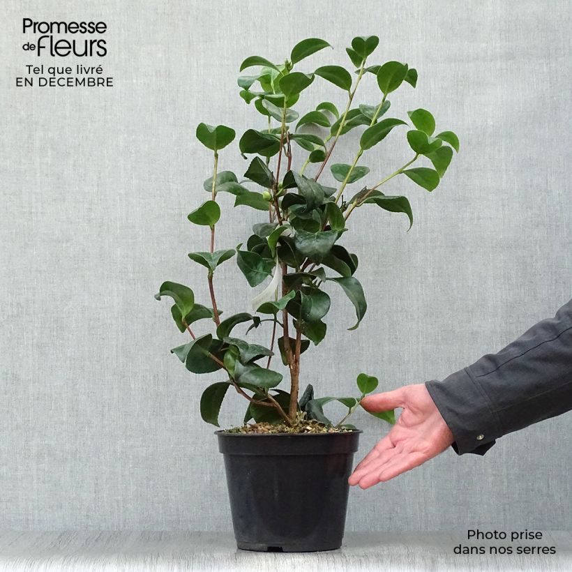 Spécimen de Camélia Nobilissima - Camellia japonica  Pot de 4L/5L tel que livré en hiver