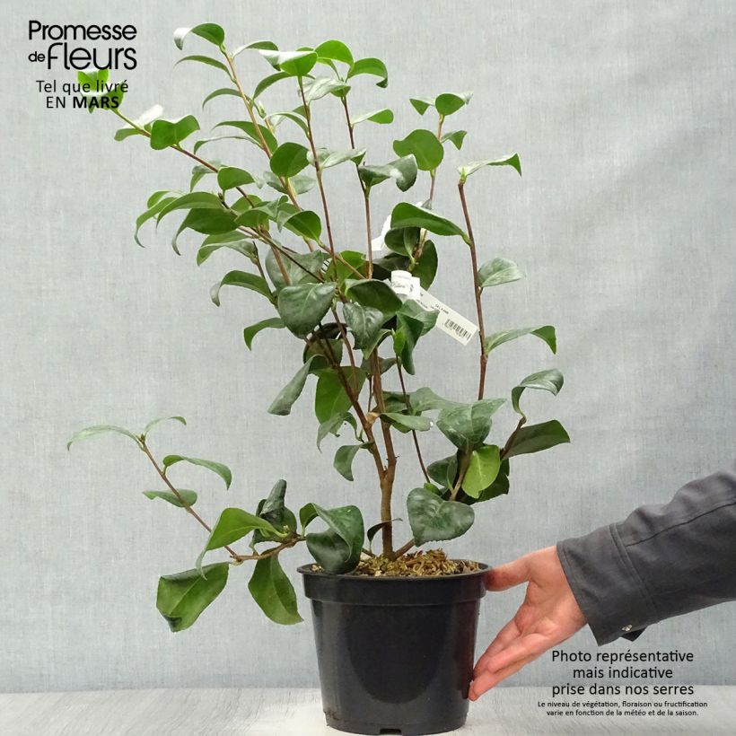 Spécimen de Camélia Nobilissima - Camellia japonica  Pot de 4L/5L tel que livré au printemps