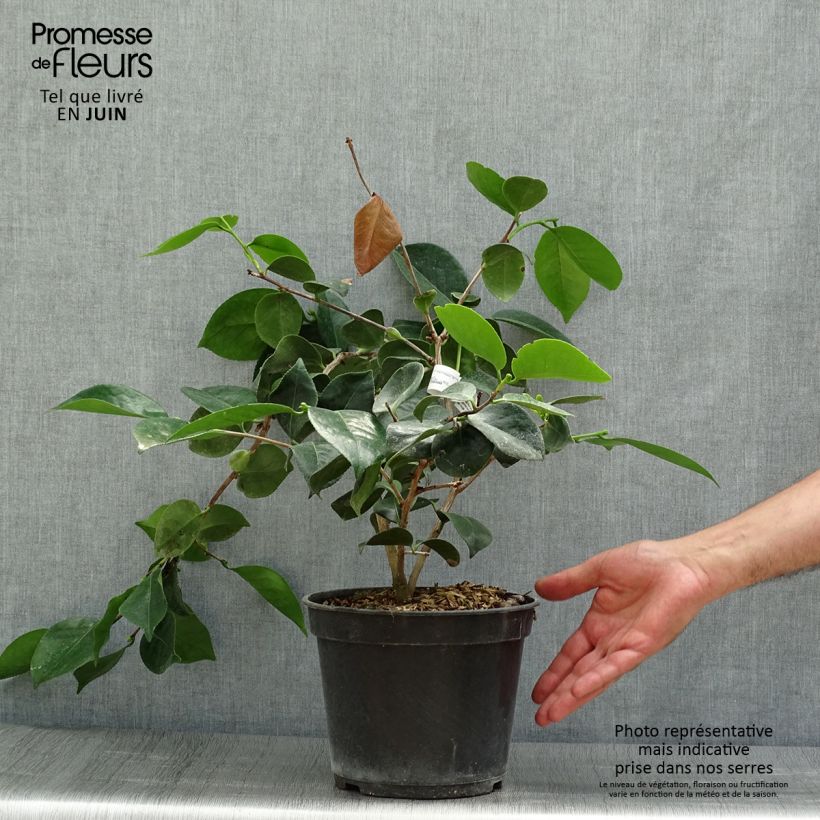 Spécimen de Camélia Okan - Camellia japonica de Higo Pot de 4L/5L tel que livré en été