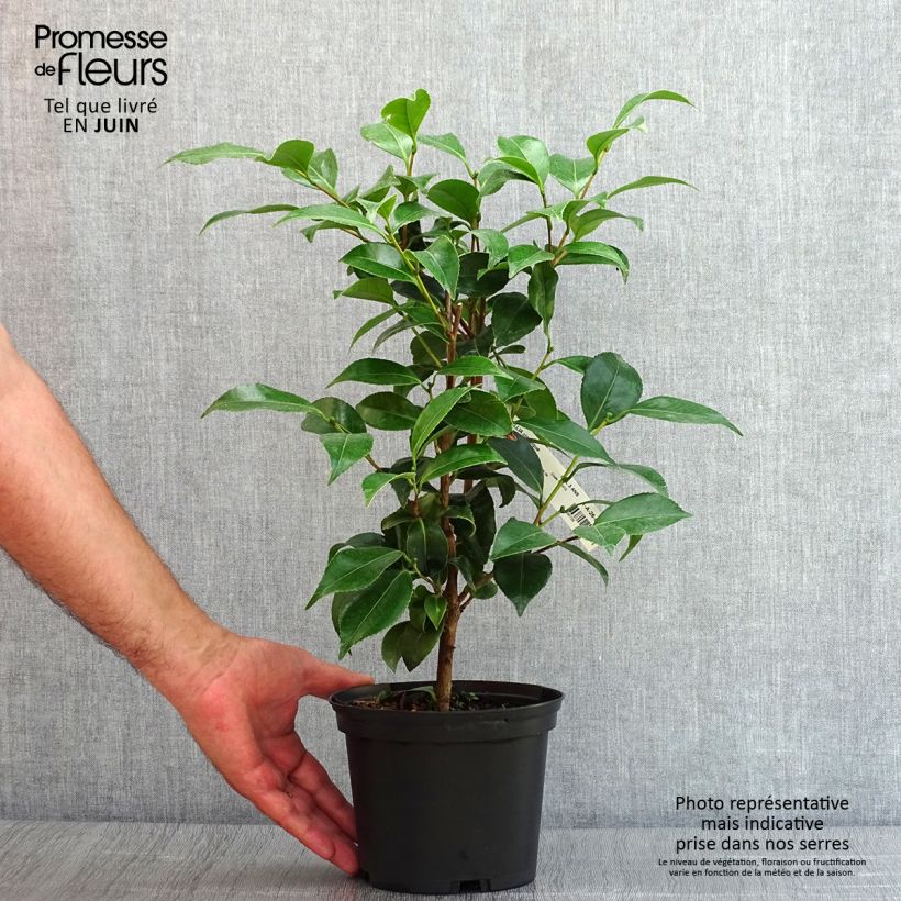 Spécimen de Camélia Stacy Susan - Camellia japonica Pot de 2L/3L tel que livré en été