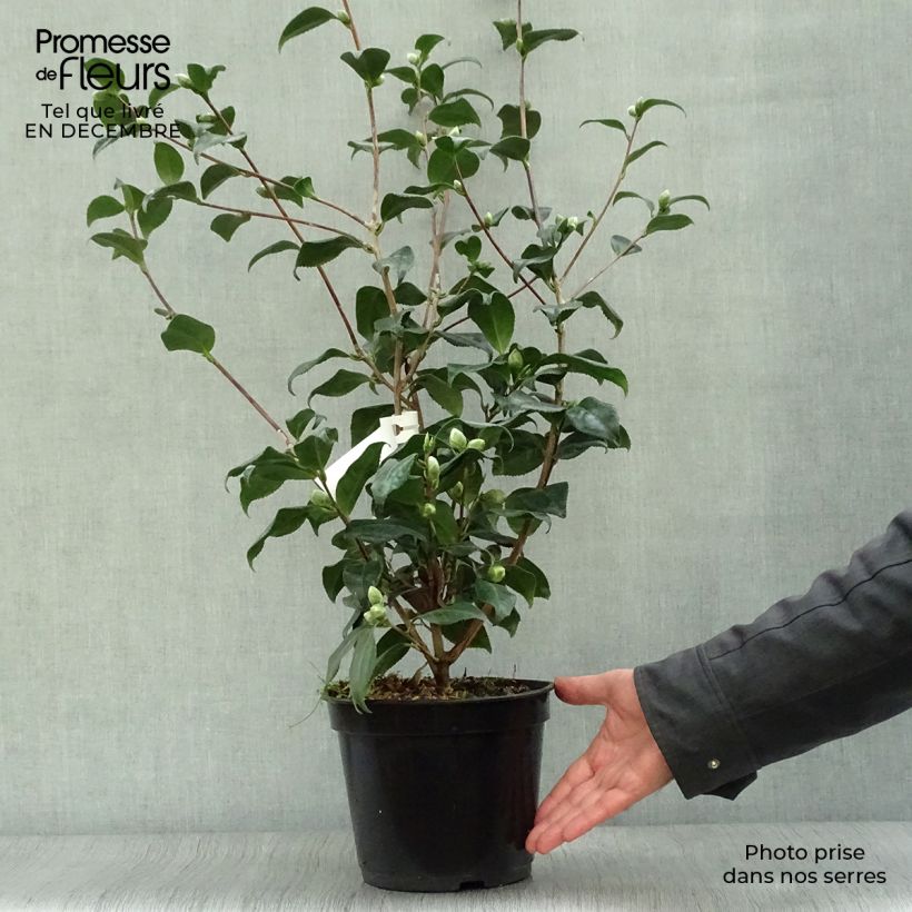 Spécimen de Camélia Sunny Side - Camellia japonica Pot de 4L/5L tel que livré en hiver