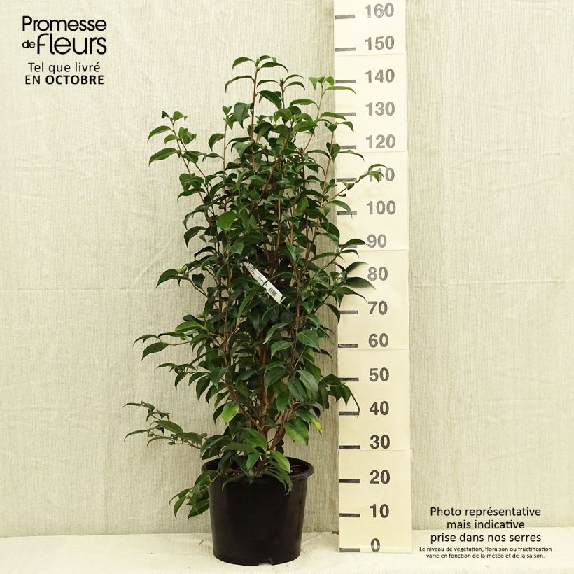 Spécimen de Camélia Traverso - Camellia japonica  Pot de 12L/15L tel que livré en automne