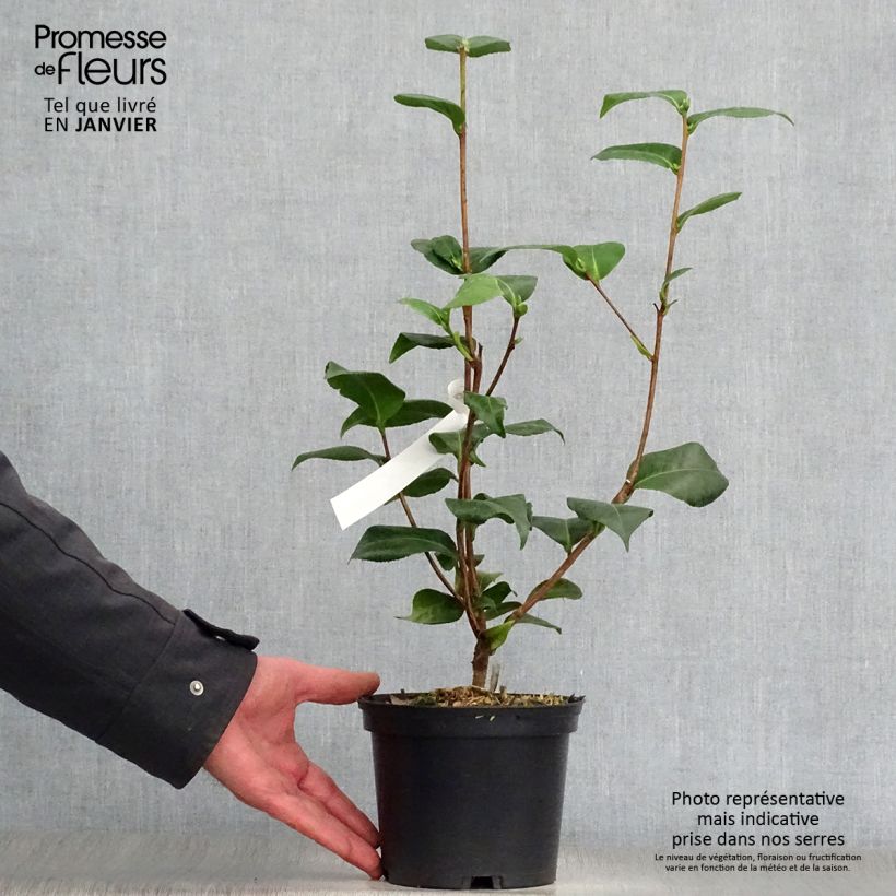 Spécimen de Camélia Virginia Robinson - Camellia japonica Pot de 2L/3L tel que livré en hiver