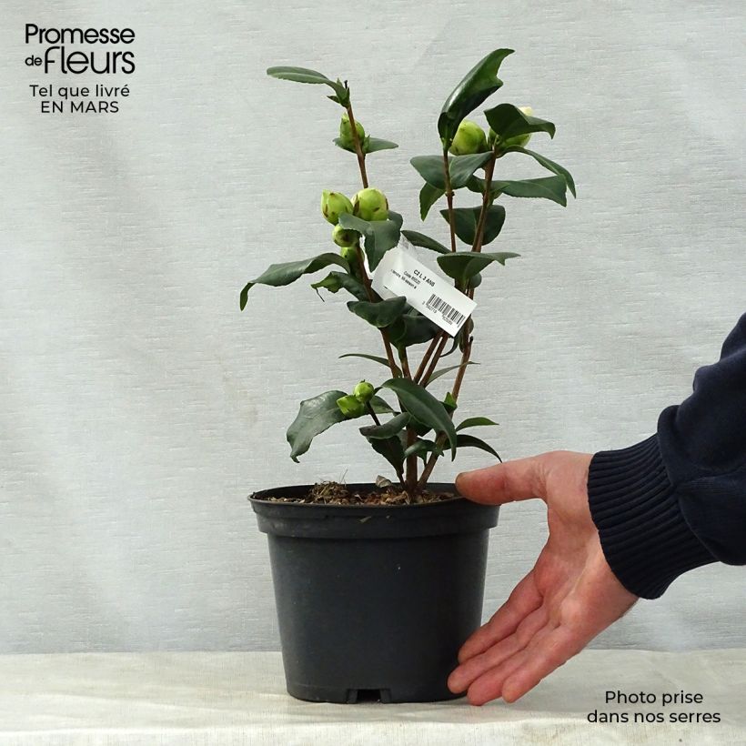 Spécimen de Camélia Virginia Robinson - Camellia japonica Pot de 2L/3L tel que livré au printemps