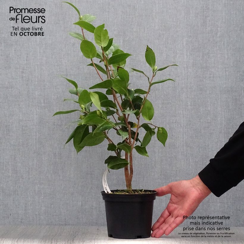 Spécimen de Camélia Virginia Robinson - Camellia japonica Pot de 2L/3L tel que livré en automne
