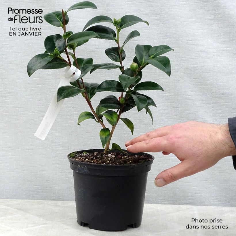 Spécimen de Camélia Volunteer - Camellia japonica Pot de 2L/3L tel que livré en hiver
