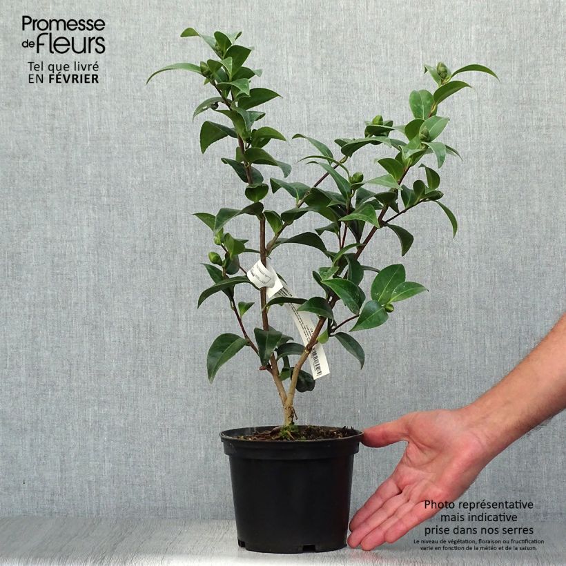 Spécimen de Camélia Volunteer - Camellia japonica Pot de 2L/3L tel que livré en automne