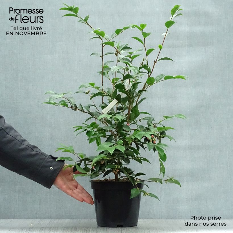 Spécimen de Camélia champêtre - Camellia Cinnamon Cindy Pot de 3L/4L tel que livré en automne