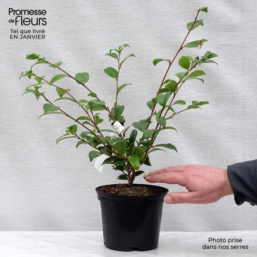Spécimen de Camélia champêtre - Camellia Cinnamon Scentsation Pot de 1,5L/2L tel que livré en hiver