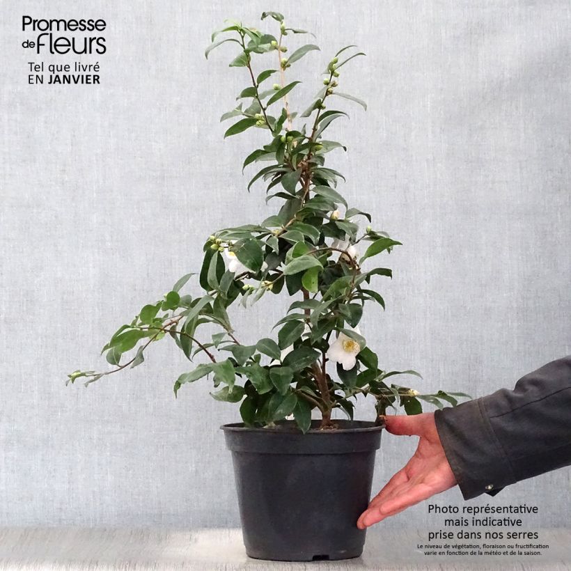 Spécimen de Camélia champêtre - Camellia Cinnamon Scentsation Pot de 3L/4L tel que livré en hiver