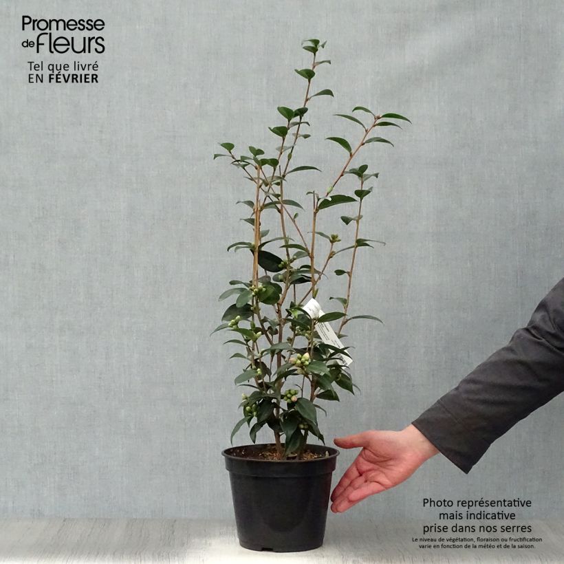 Spécimen de Camélia champêtre - Camellia Spring Festival Pot de 3L/4L tel que livré en hiver