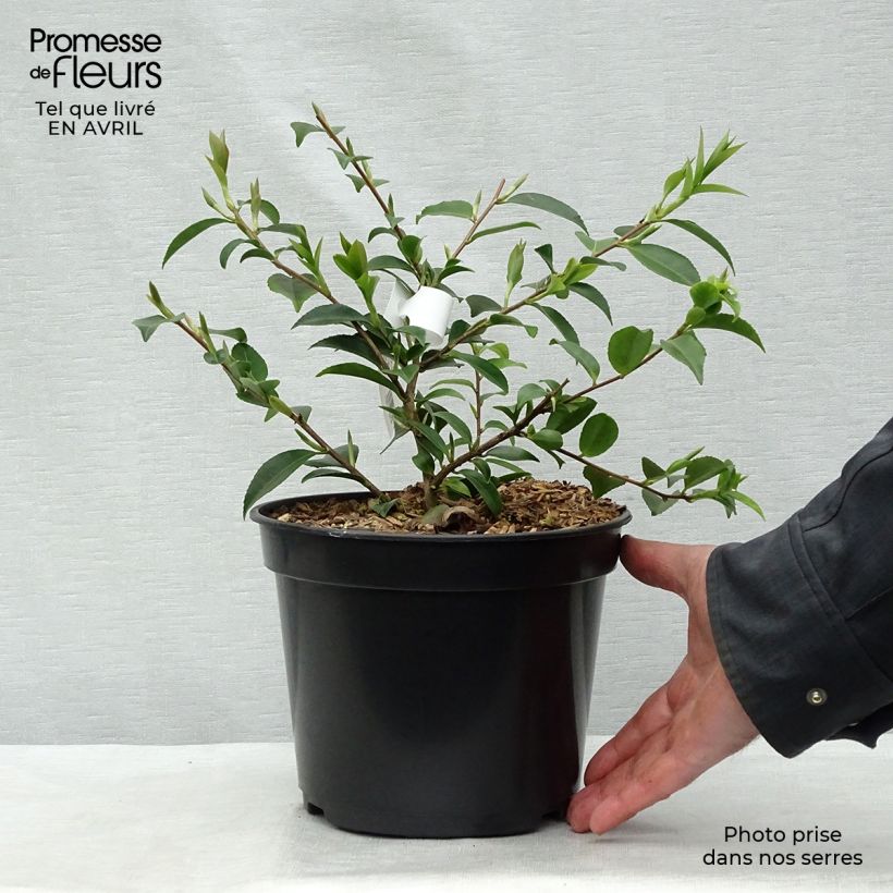 Spécimen de Camélia champêtre - Camellia Sweet Emily Kate Pot de 4L/5L tel que livré au printemps