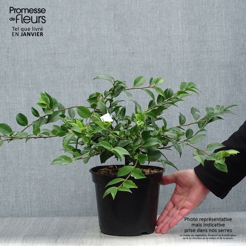 Spécimen de Camélia champêtre - Camellia Sweet Emily Kate Pot de 4L/5L tel que livré en hiver