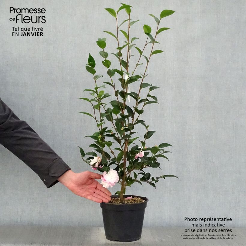 Spécimen de Camélia champêtre Sweet Jane Pot de 4L/5L tel que livré en hiver