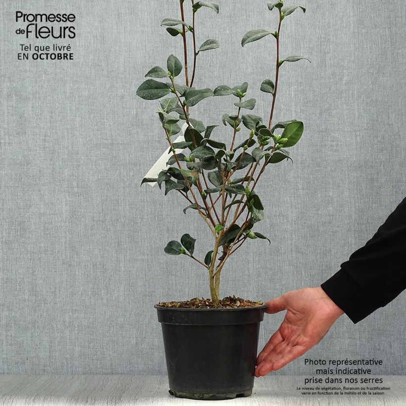 Spécimen de Camélia classique - Camélia Marshmallow Pot de 4L/5L tel que livré en automne