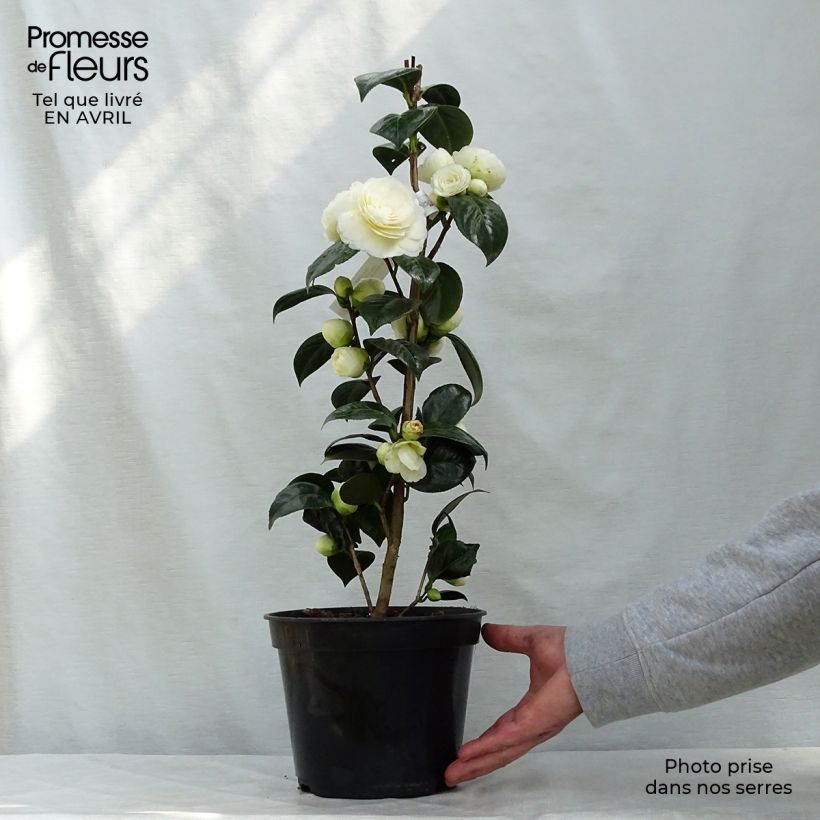 Camellia Dahlonega Vaso da 4L/5L esemplare consegnato in primavera