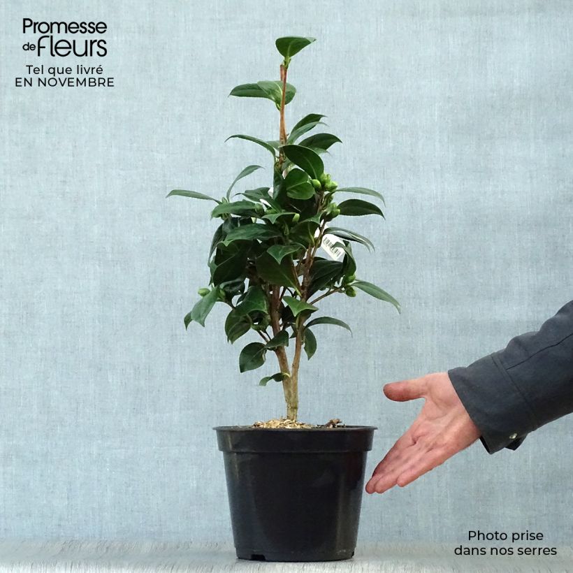 Spécimen de Camélia classique - Camellia Dahlonega Pot de 4L/5L tel que livré en automne