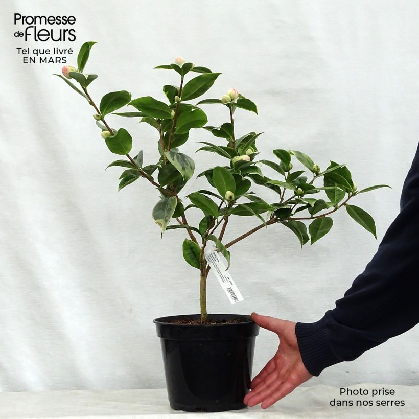 Spécimen de Camélia classique - Camellia Kerguelen Pot de 4L/5L tel que livré au printemps