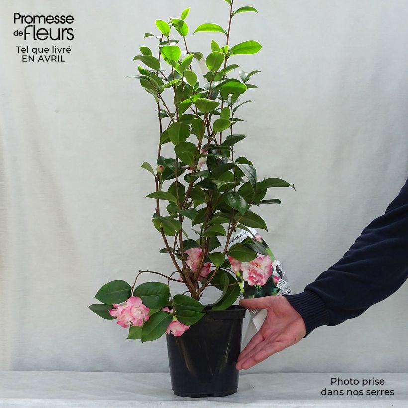 Spécimen de Camélia classique - Camellia Nuccio's Jewel Pot de 3L/4L tel que livré au printemps