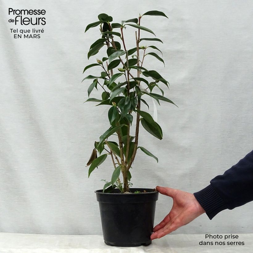Spécimen de Camélia classique - Camellia Royal Velvet Pot de 4L/5L tel que livré au printemps