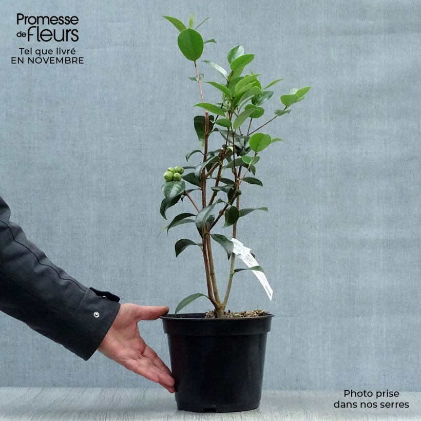 Spécimen de Camélia classique - Camellia Spring Daze Pot de 4L/5L tel que livré en automne