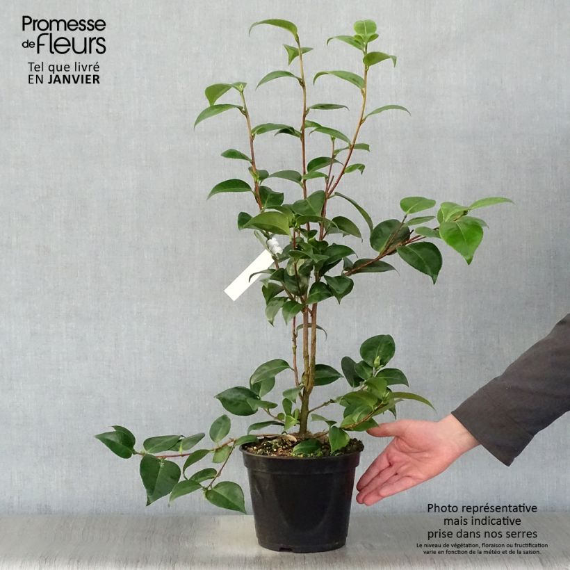 Spécimen de Camélia classique - Camellia Tom Pouce Pot de 4L/5L tel que livré en hiver