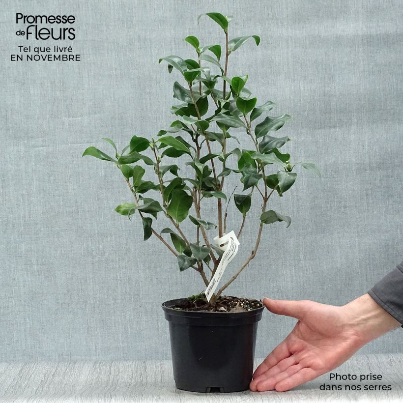 Spécimen de Camélia classique - Camellia Jurys Yellow Pot de 1,5L/2L tel que livré en automne
