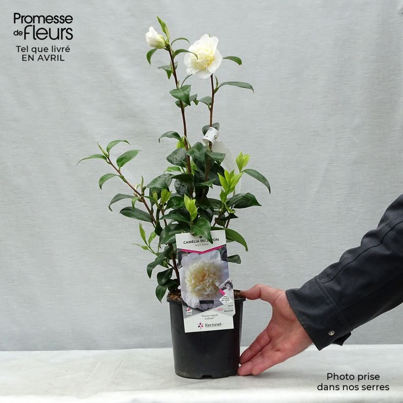 Spécimen de Camélia classique - Camellia Jurys Yellow Pot de 1,5L/2L tel que livré au printemps