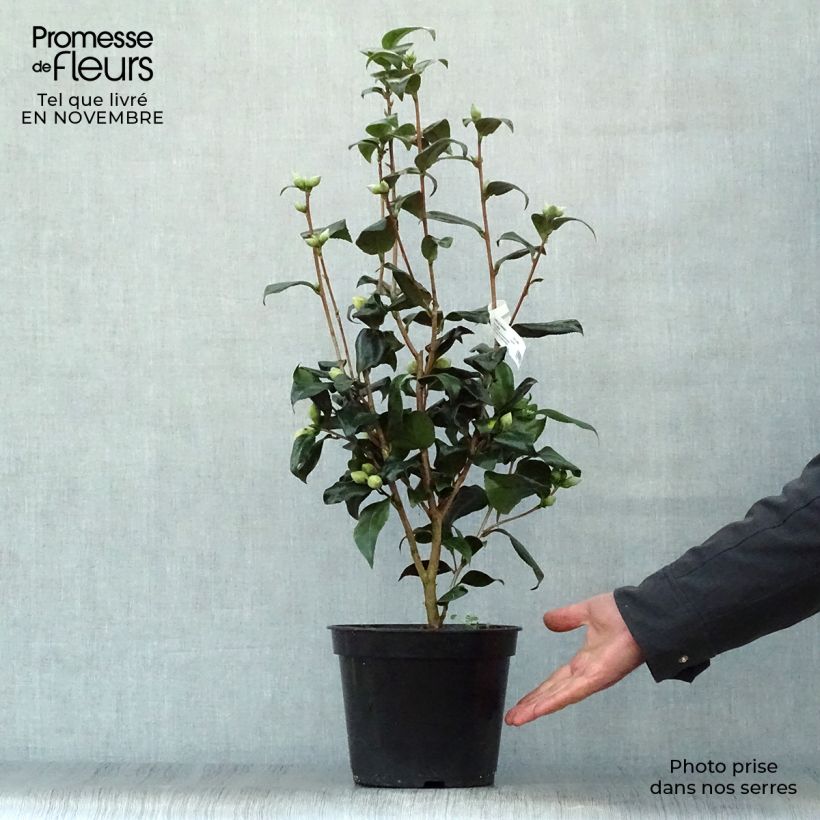 Spécimen de Camélia classique - Camellia Jurys Yellow Pot de 3L/4L tel que livré en automne