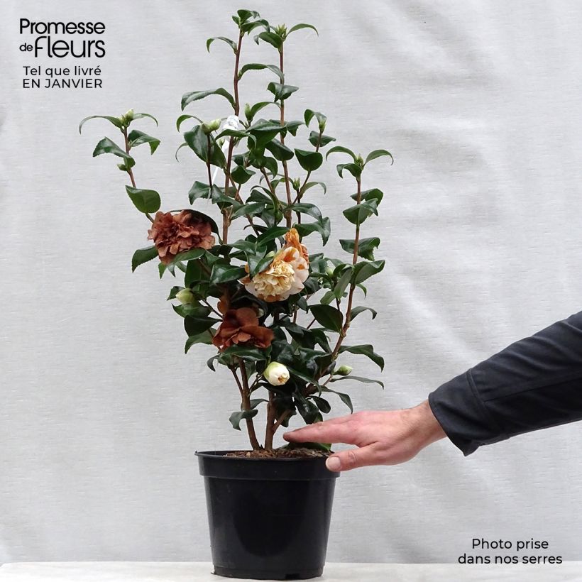 Spécimen de Camélia classique - Camellia Jurys Yellow Pot de 3L/4L tel que livré en hiver