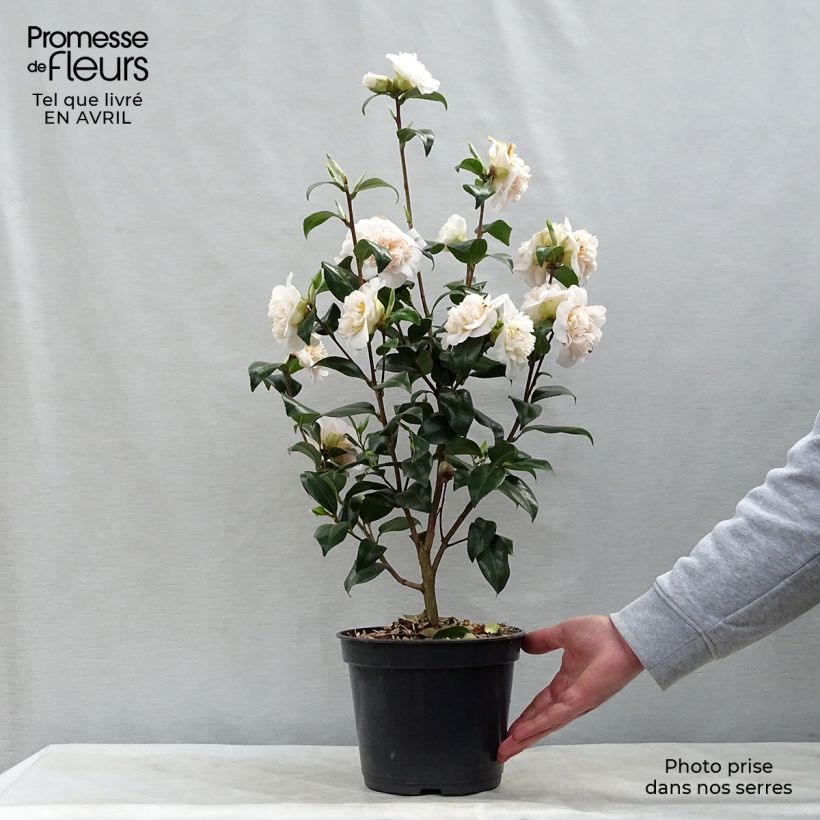 Spécimen de Camélia classique - Camellia Jurys Yellow Pot de 3L/4L tel que livré au printemps