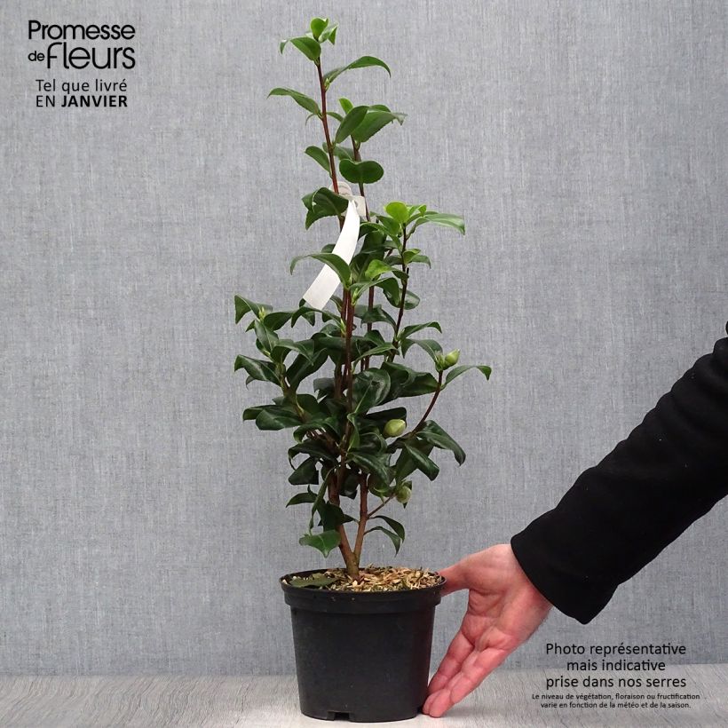 Spécimen de Camélia classique - Camellia Jurys Yellow Pot de 1,5L/2L tel que livré en hiver