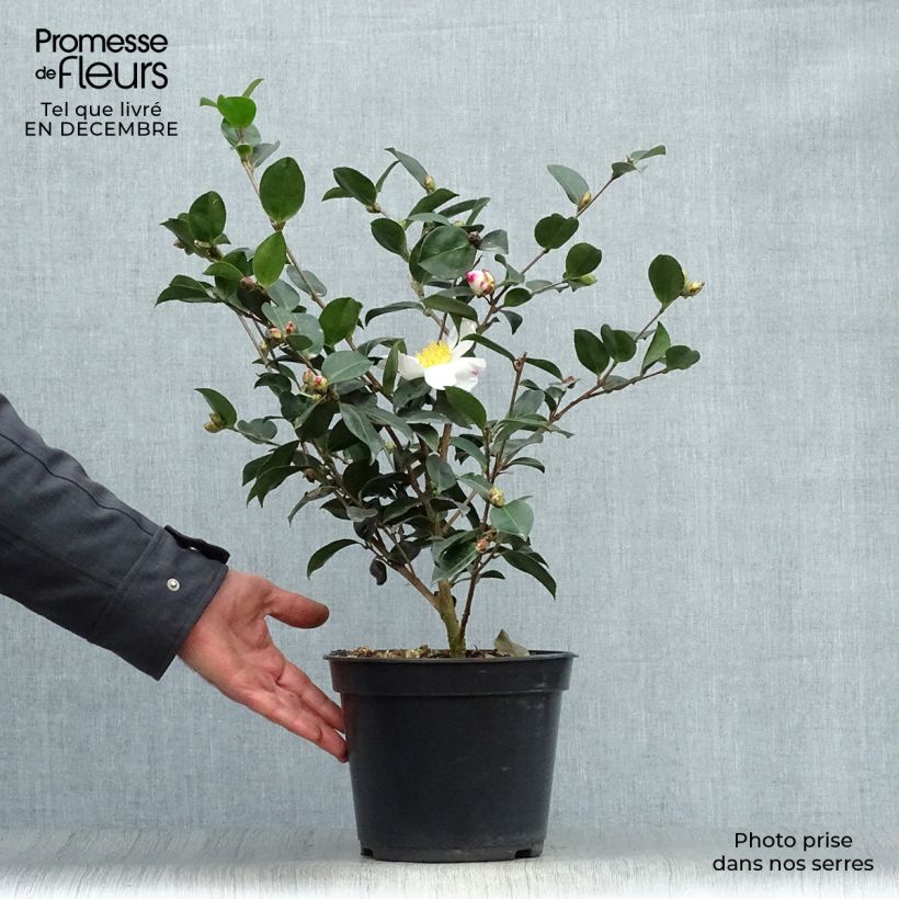 Spécimen de Camelia d'automne - Camelia sasanqua Narumi Gaita Pot de 4L/5L tel que livré en hiver