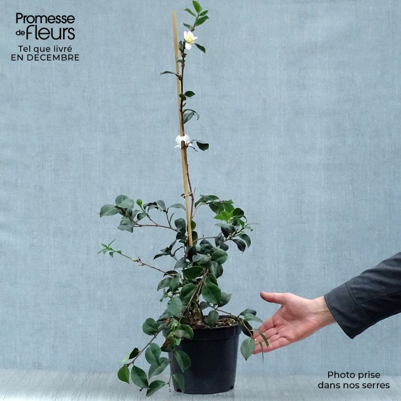 Spécimen de Camélia d'automne - Camellia sasanqua Choji Guruma Pot de 4L/5L tel que livré en hiver