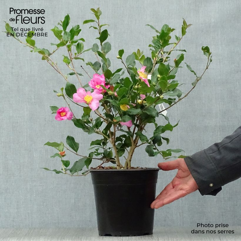Spécimen de Camélia d'automne - Camellia sasanqua Cleopatra Pot de 3L/4L tel que livré en hiver
