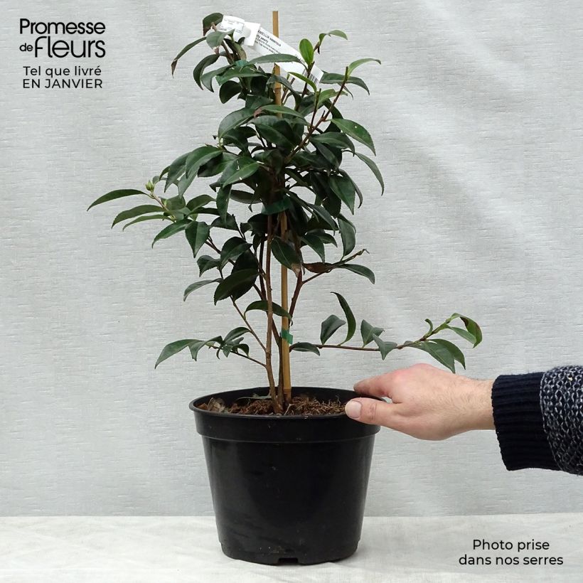 Spécimen de Camélia d'automne - Camellia sasanqua Early Pearly Pot de 4L/5L tel que livré en hiver