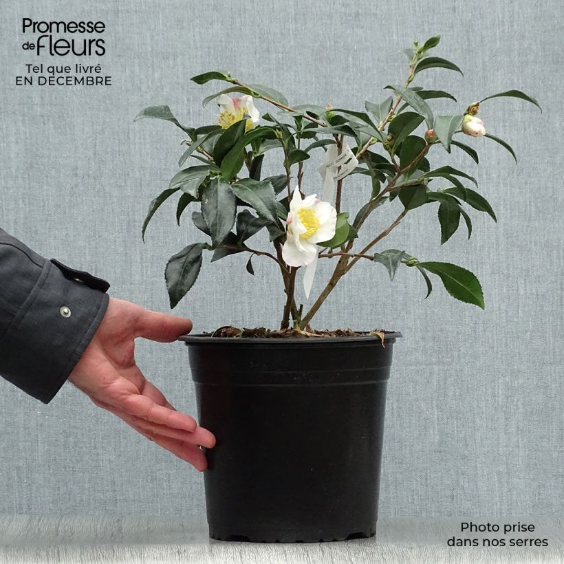 Spécimen de Camélia d'automne - Camellia sasanqua Hinode-Gumo Pot de 4L/5L tel que livré en hiver