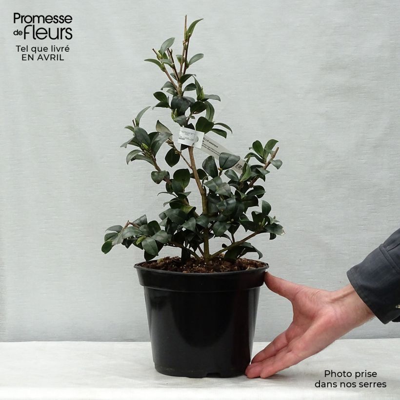 Spécimen de Camélia d'automne - Camellia sasanqua Yuletide Pot de 4L/5L tel que livré au printemps