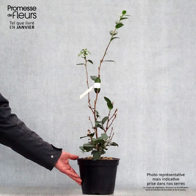 Spécimen de Camélia d'automne - Camellia x hiemalis Pink Goddess Pot de 4L/5L tel que livré en hiver