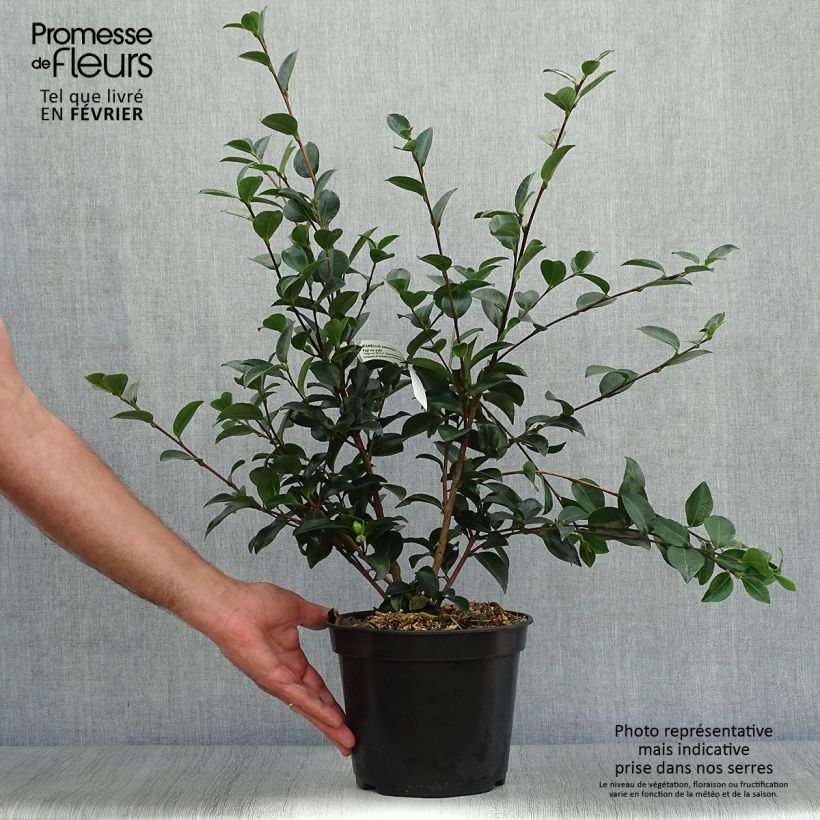 Spécimen de Camélia d'automne - Camellia sasanqua Fuji no Yuki Pot de 4L/5L tel que livré en automne