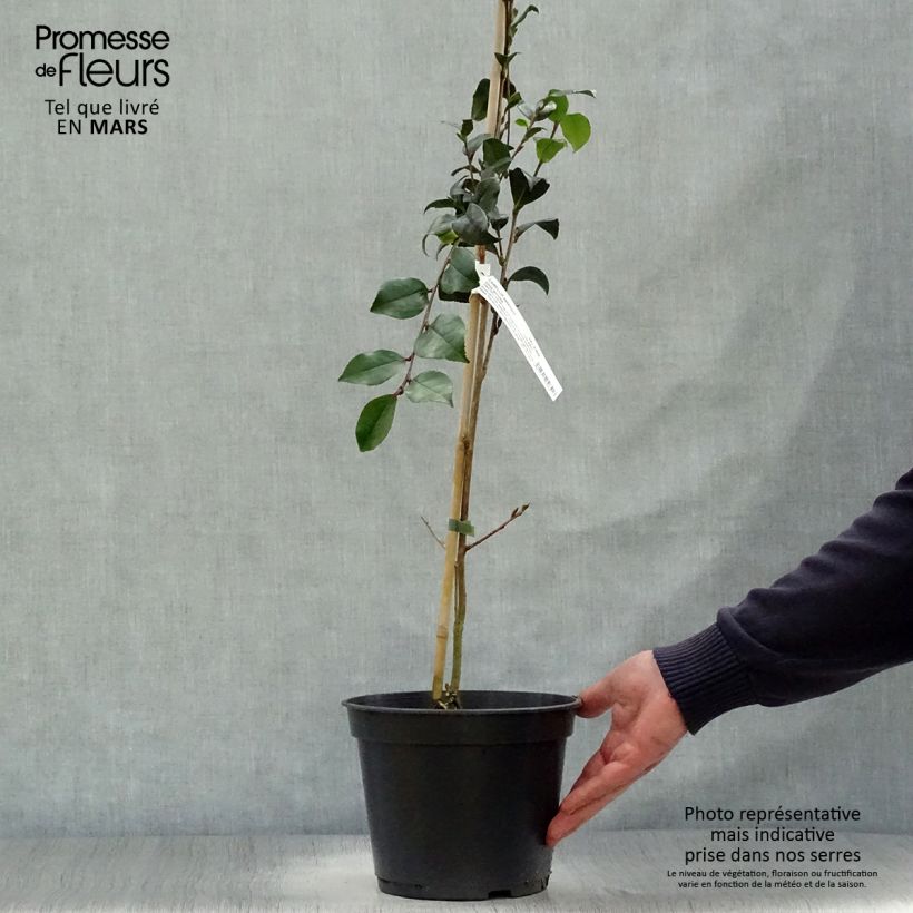 Spécimen de Camélia d'automne - Camellia sasanqua Choji Guruma Pot de 4L/5L tel que livré au printemps