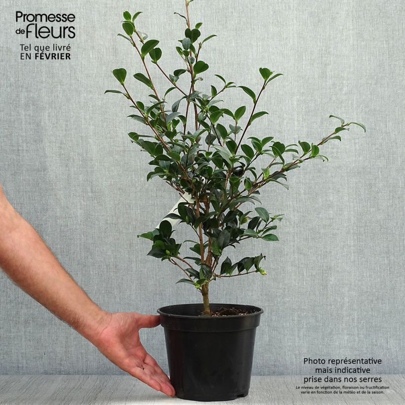 Spécimen de Camélia d'automne Versicolor - Camellia sasanqua  Pot de 3L/4L tel que livré en automne