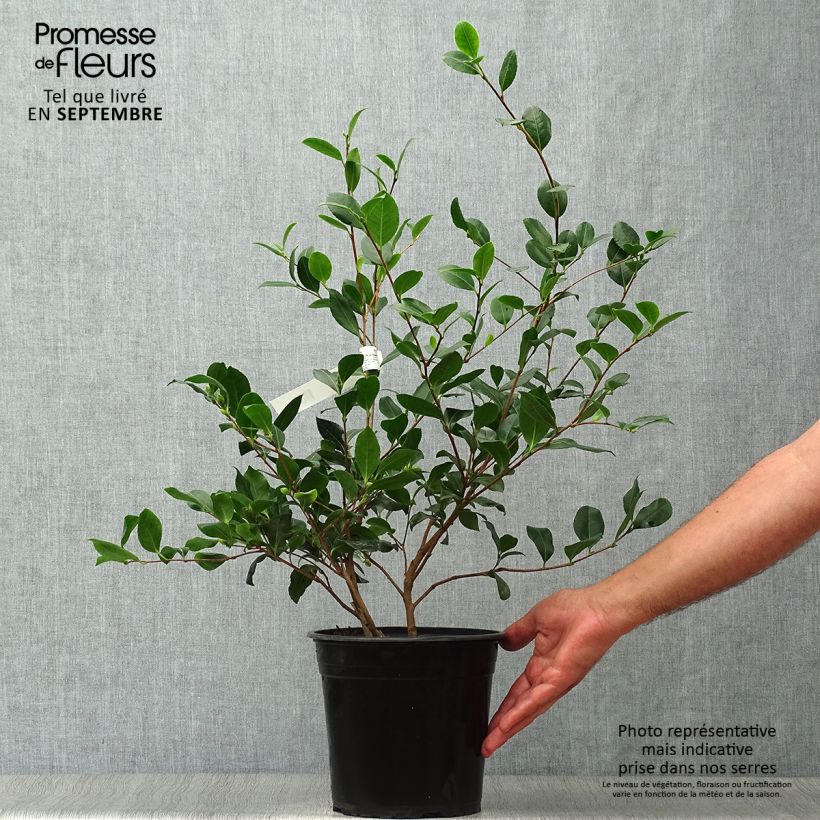 Spécimen de Camélia d'automne - Camellia sasanqua Cleopatra Pot de 3L/4L tel que livré en automne