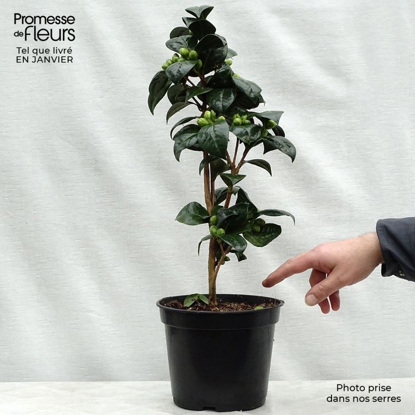 Spécimen de Camélia classique - Camellia Dahlonega Pot de 4L/5L tel que livré en hiver
