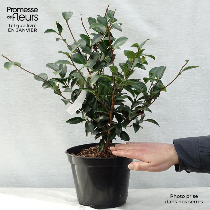 Spécimen de Camélia d'automne - Camellia sasanqua Fuji no Yuki Pot de 4L/5L tel que livré en hiver